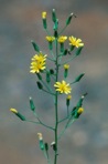 Hieracium gronovii L.