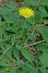 Pilosella officinarum F. Schultz & Schultz Bip.