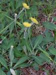 Pilosella officinarum F. Schultz & Schultz Bip.