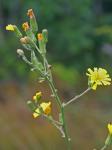 Hieracium scabrum Michx.