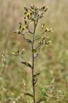 Hieracium scabrum Michx.