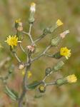 Hieracium scabrum Michx.