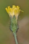 Hieracium scabrum Michx.