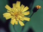 Hieracium venosum L.