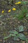 Hieracium venosum L.