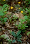 Hieracium venosum L.