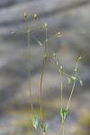 Holosteum umbellatum L. ssp. umbellatum