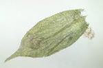 Homalotheciella subcapillata (Hedw.) Broth.