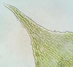 Homalotheciella subcapillata (Hedw.) Broth.