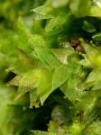 Hookeria acutifolia Hooker & Greville