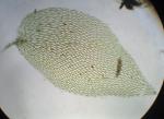 Hookeria acutifolia Hooker & Greville