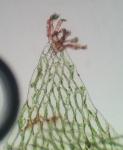 Hookeria acutifolia Hooker & Greville