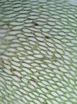 Hookeria acutifolia Hooker & Greville