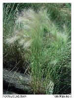 Hordeum jubatum L. ssp. jubatum