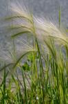 Hordeum jubatum L. ssp. jubatum