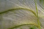 Hordeum jubatum L. ssp. jubatum