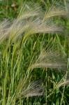 Hordeum jubatum L. ssp. jubatum