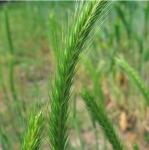 Hordeum pusillum Nutt.