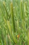 Hordeum pusillum Nutt.