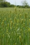 Hordeum vulgare L.