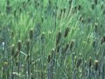 Hordeum vulgare L.