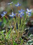 Houstonia caerulea L.