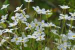 Houstonia caerulea L.