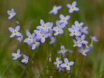Houstonia caerulea L.