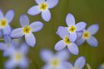 Houstonia caerulea L.