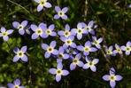 Houstonia caerulea L.