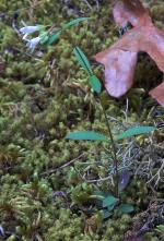 Houstonia canadensis Willd. ex Roemer & J.A. Schultes