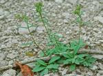 Houstonia canadensis Willd. ex Roemer & J.A. Schultes