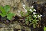 Houstonia canadensis Willd. ex Roemer & J.A. Schultes