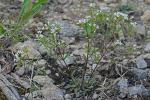 Houstonia canadensis Willd. ex Roemer & J.A. Schultes