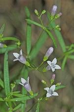 Houstonia longifolia Gaertn.