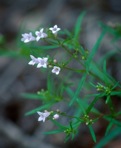 Houstonia longifolia Gaertn.
