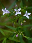 Houstonia longifolia Gaertn.