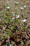 Houstonia micrantha (Shinners) Terrell
