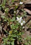 Houstonia micrantha (Shinners) Terrell