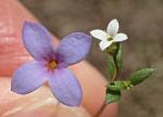 Houstonia micrantha (Shinners) Terrell