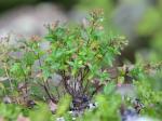 Houstonia montana Small