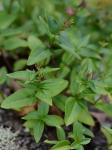 Houstonia montana Small