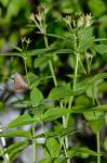 Houstonia montana Small