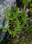 Houstonia montana Small