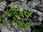 Houstonia montana Small