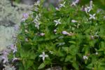 Houstonia montana Small