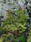 Houstonia montana Small
