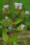 Houstonia purpurea L.
