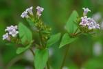 Houstonia purpurea L.