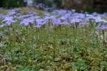 Houstonia pusilla Schoepf